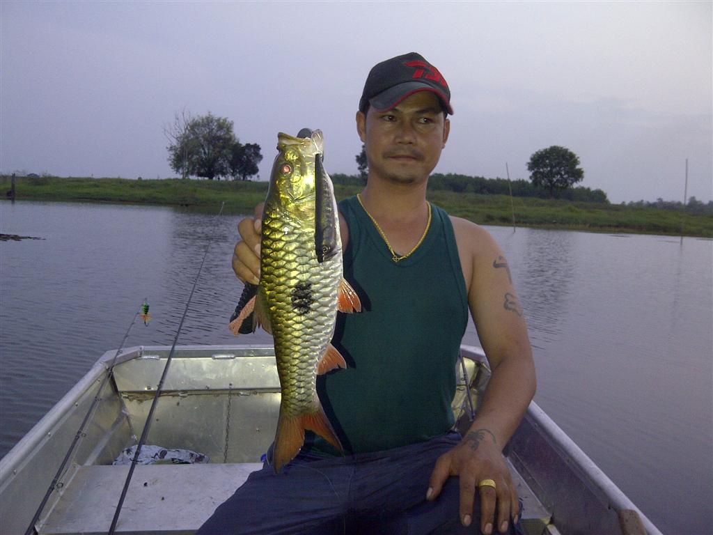 กระสูบจุด 1