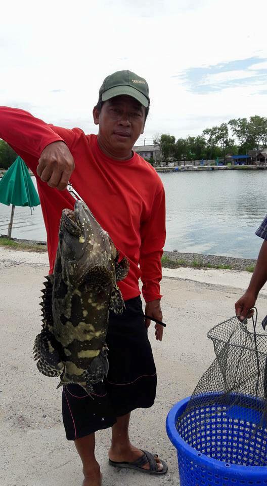 เก๋าฝูงใหญ่445ตัวที่บ่อ VIP Fishing 