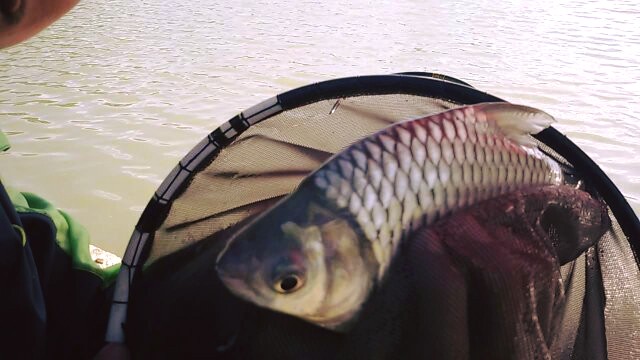 บ่อตกปลาปู่ย่า (AREA FISHING) 