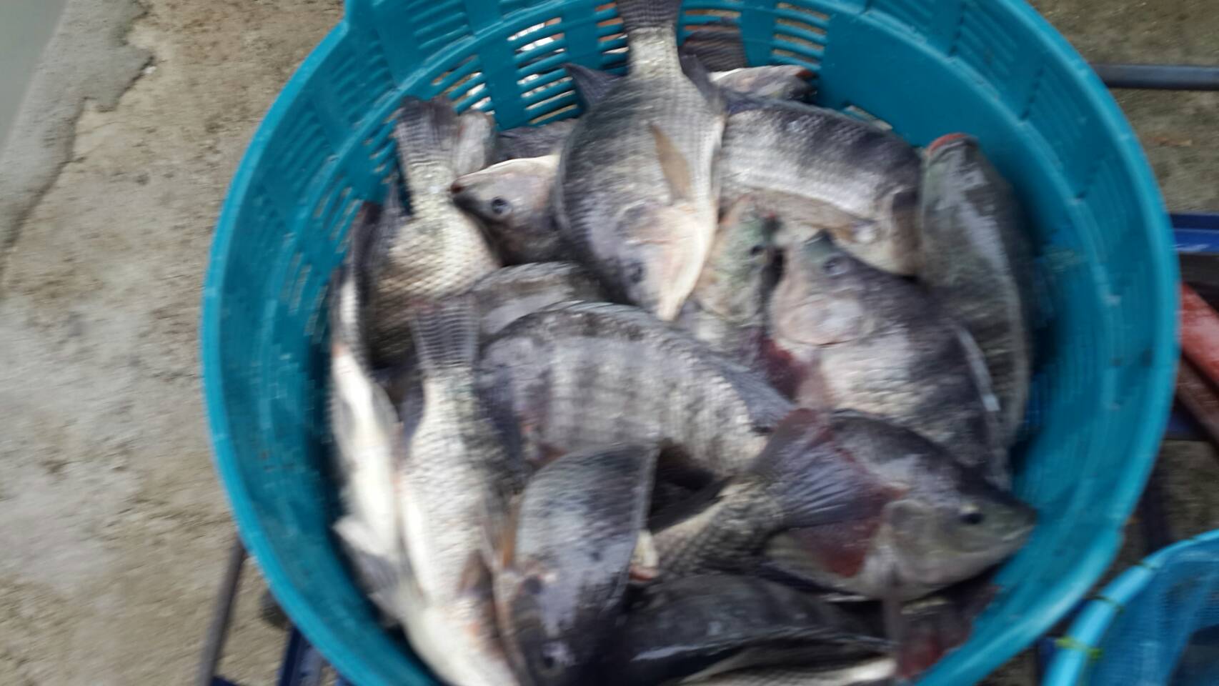 (((ลงปลาใหม่ทุกวันพุธ))) บ่อป้าเล็กซีพีเค เดือนสิงหานี้บ่อลงปลาทุกสัปดาห์ 300 โล