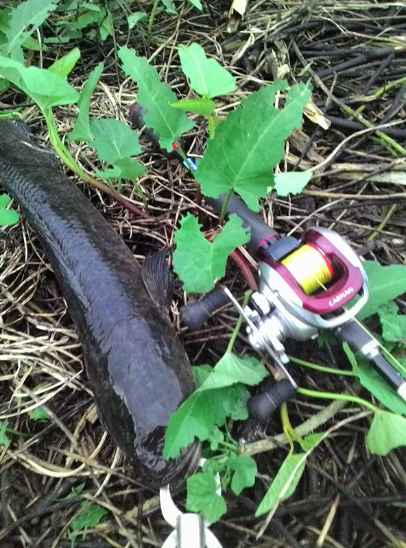 กบยางอิคคิว 3.5 cm (วันที่ 2)