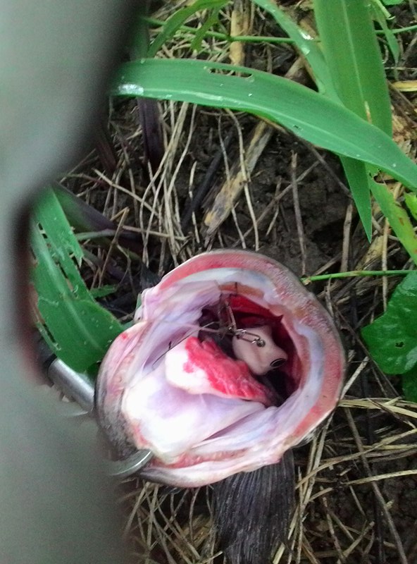 กบยางอิคคิว 3.5 cm (วันที่ 2)