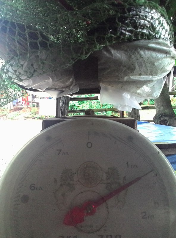 กบยางอิคคิว 3.5 cm (วันที่ 2)