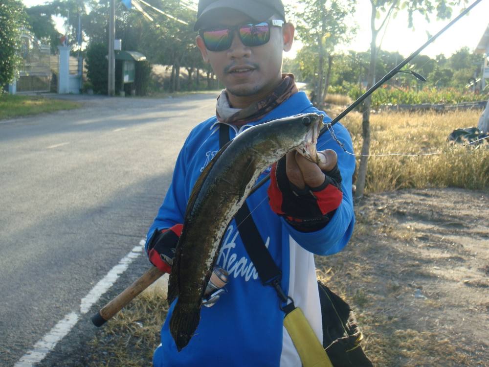 โป.เก.ช่อน...บางใหญ่มีให้จับนะรู้กันยัง/ SnakeHead Angler Club..