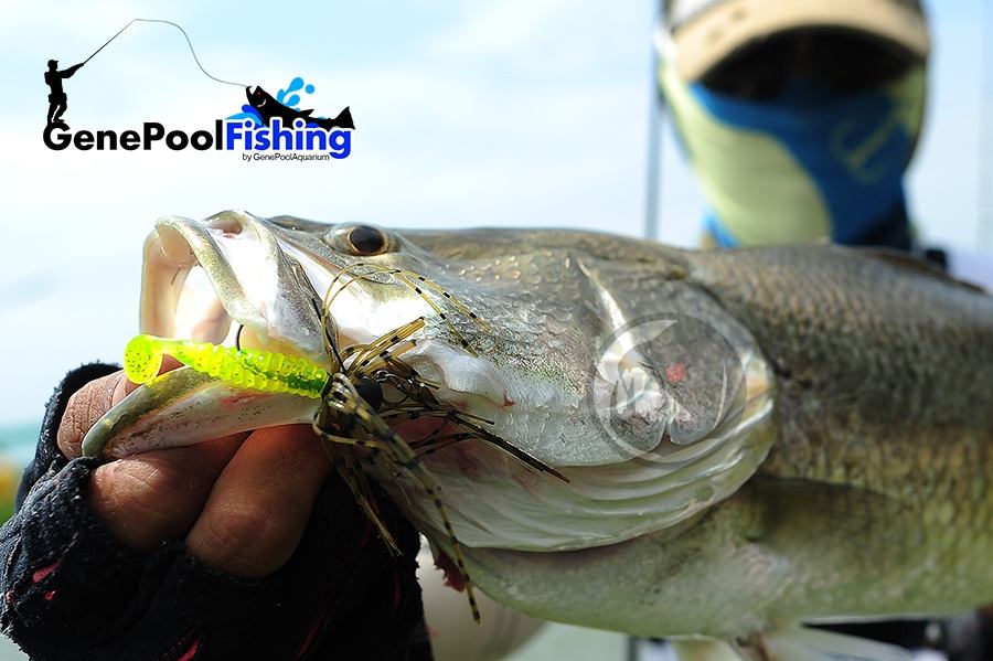 ตกปลาที่ บ่อไพรอท ด้วย  Rubber Jig และ  GenePool Rubber Worm101