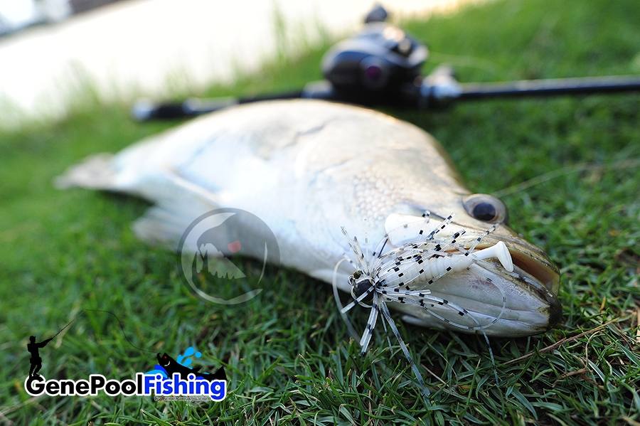 ตกปลาที่ บ่อไพรอท ด้วย  Rubber Jig และ  GenePool Rubber Worm101