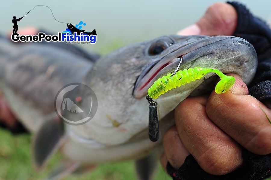 ตกปลาที่ บ่อไพรอท ด้วย  Rubber Jig และ  GenePool Rubber Worm101