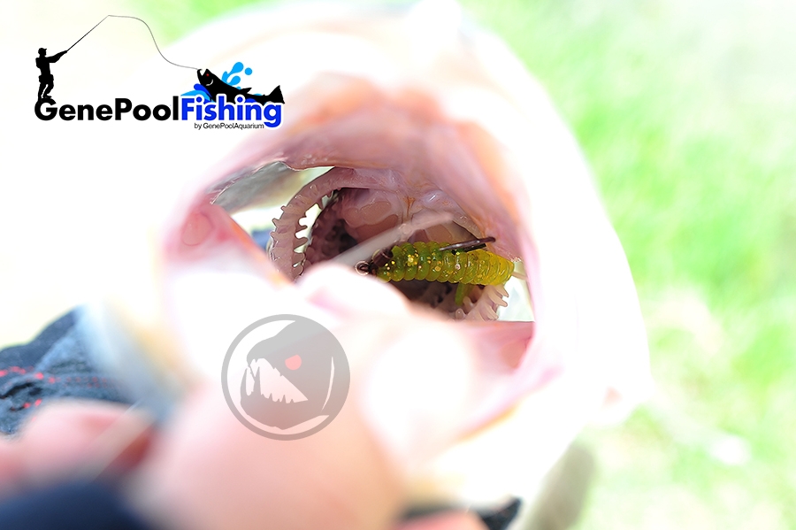 ตกปลาที่ บ่อไพรอท ด้วย  Rubber Jig และ  GenePool Rubber Worm101