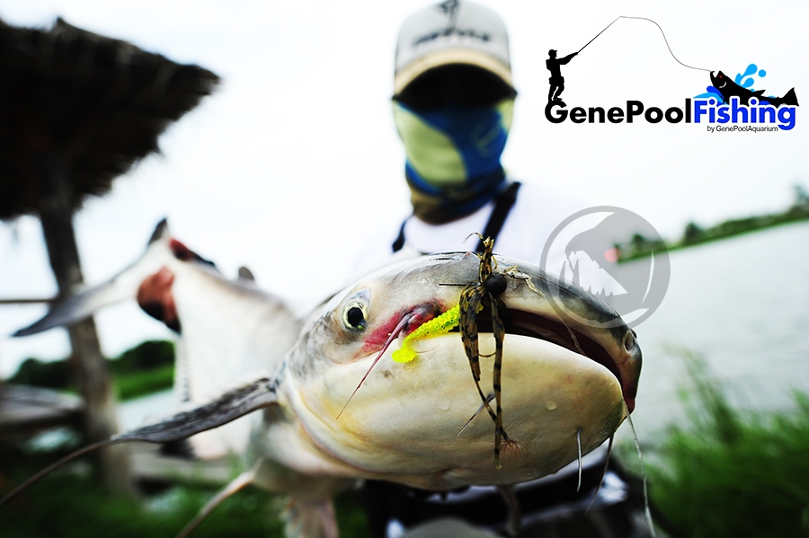 ตกปลาที่ บ่อไพรอท ด้วย  Rubber Jig และ  GenePool Rubber Worm101