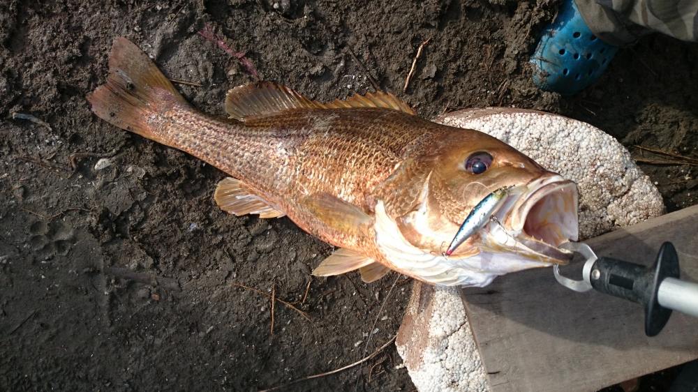 ปลาอังเกย ชื่อภาษาอังกฤษ John's snapper