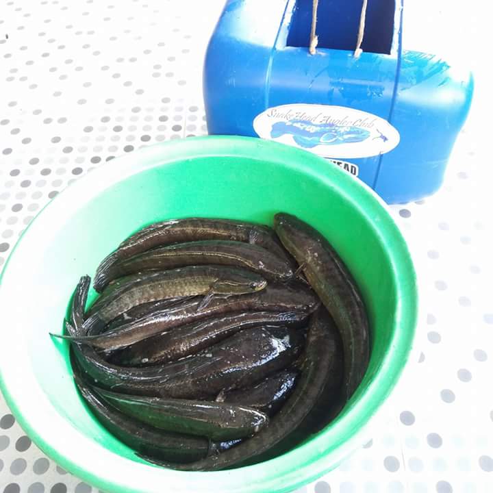 เมื่อน้ำมา...ปลาก็มี/SnakeHead Angler Club