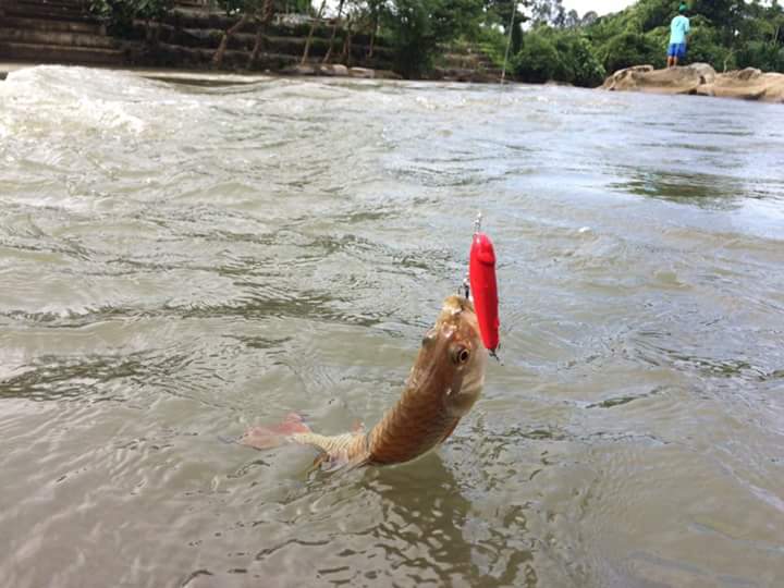 ใครเคยเห็นเหยื่อแบบนี้บางไหม