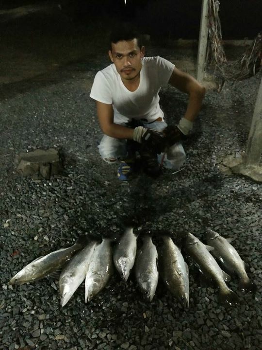 ==>อาทิตย์นี้กะพงบุฟเฟต์บึงเตยหนองจอกลงปลาใว้แล้วครับ230โลมารวยกันนะ
