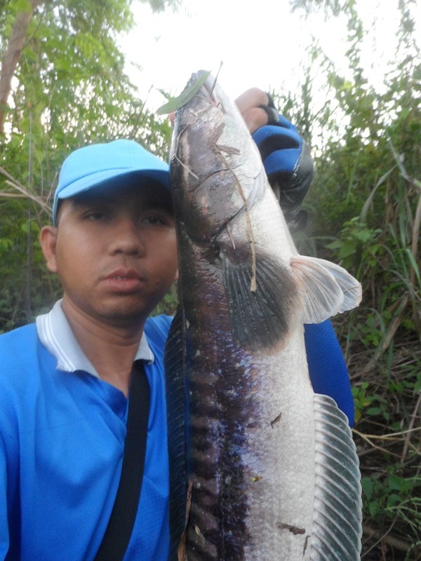 ชะโดใหญ่มันกัดตอค่ำๆ กับเช้าๆ สุดฟินชะโดป่า ปลาจร แรงดีสุดๆ 