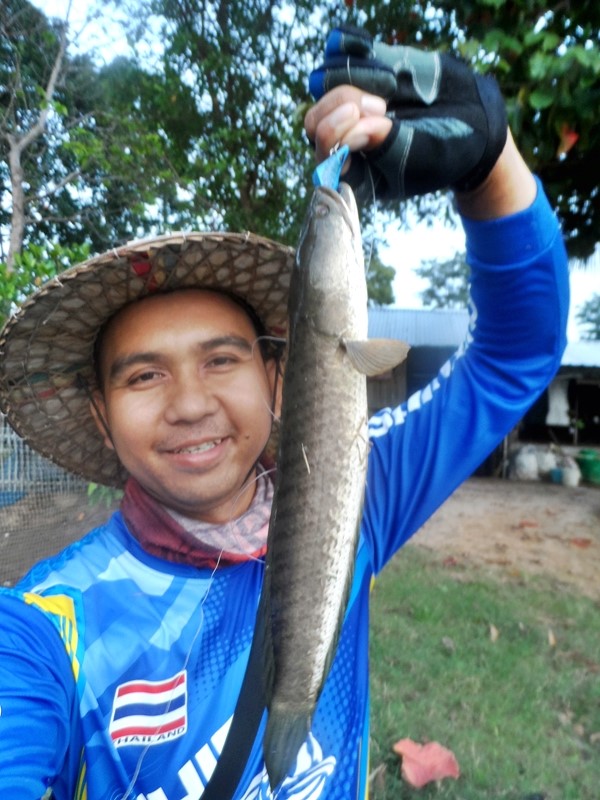 ชะโดใหญ่มันกัดตอค่ำๆ กับเช้าๆ สุดฟินชะโดป่า ปลาจร แรงดีสุดๆ 