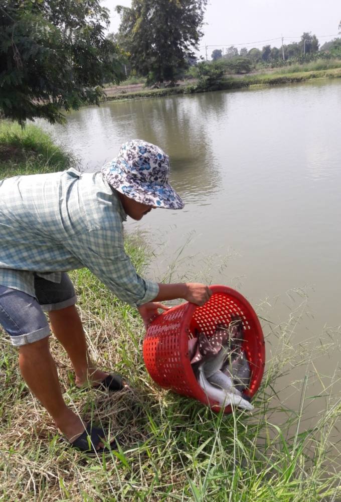  ...กะพงบุพเฟ่...ปรับระบบใหม่ครับ....