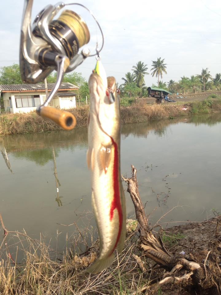 ช่อนคลองกับหมายดิมๆๆ