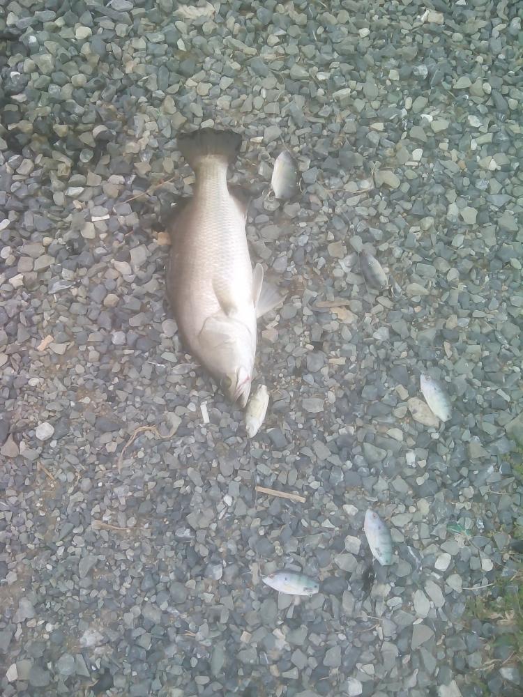 ปลาฝูงลอยตายตัวจริง กับ กลม บางกรวย