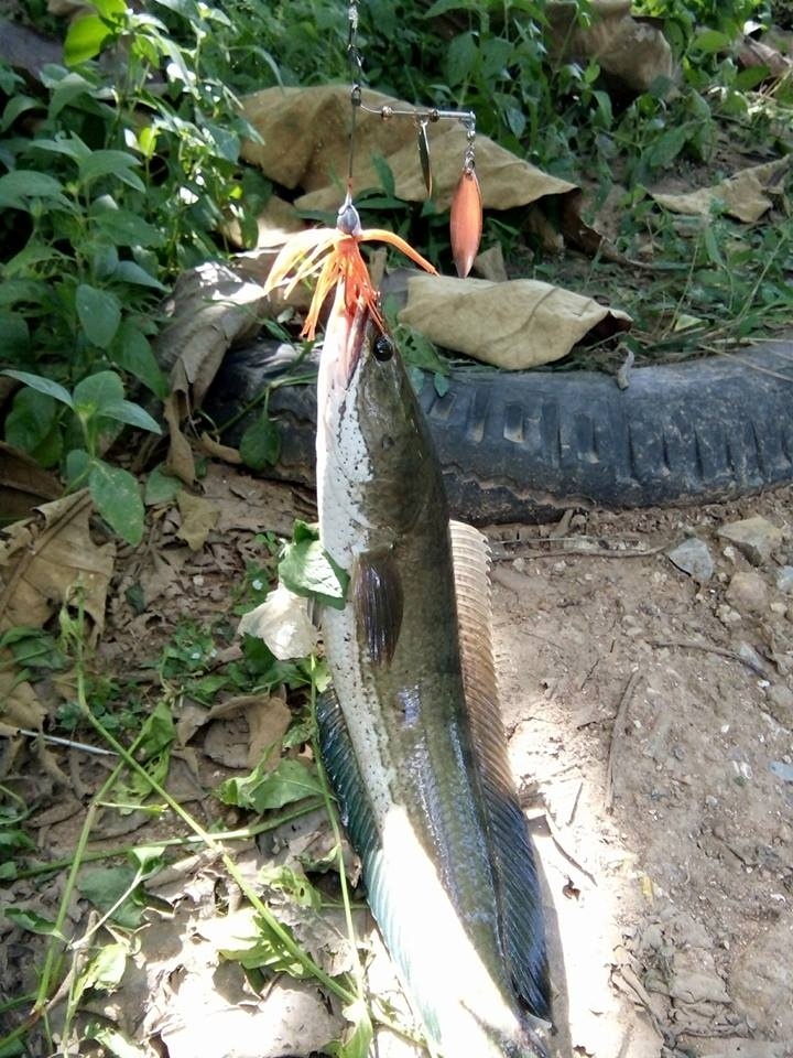 สปินเนอร์เบท เหยื่อปลอมที่อย่ามองข้าม (Spinennerbaits)