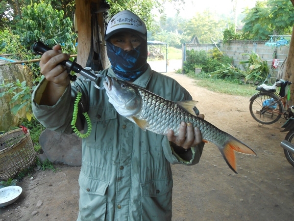 ปลากระสูบในรอบ 3 ปี