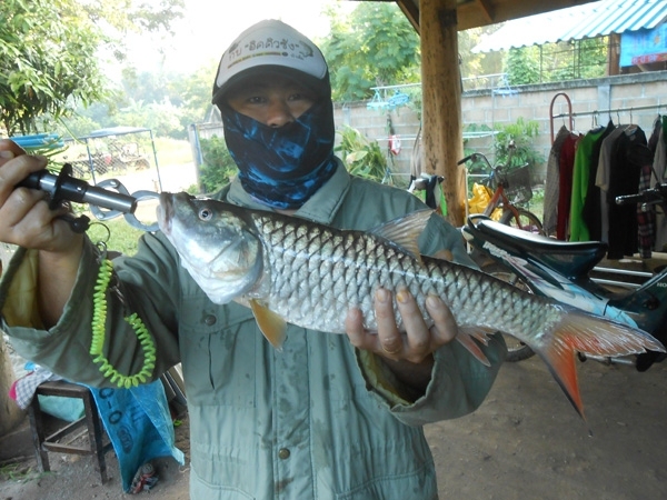 ปลากระสูบในรอบ 3 ปี