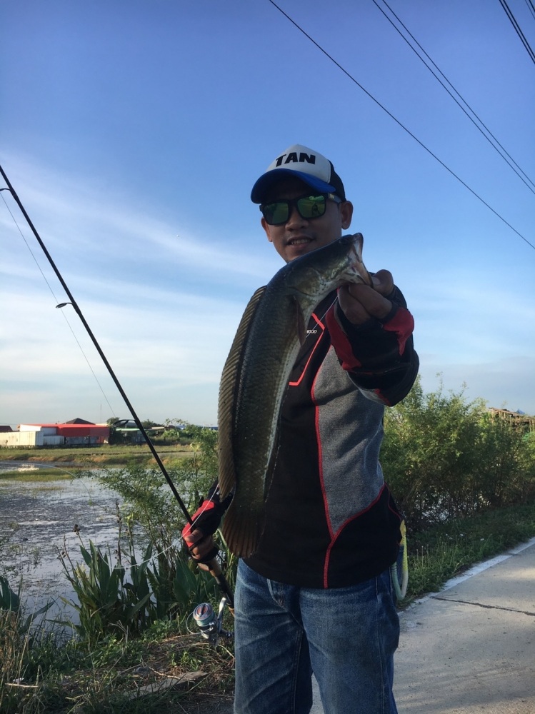 ได้หมด.ถ้าสดชื่น ช่อนบางใหญ่/SnakeHead Angler Club