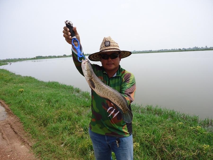 "ช่อนเงินแสน รับลมหนาว" By ต้นนครนายก