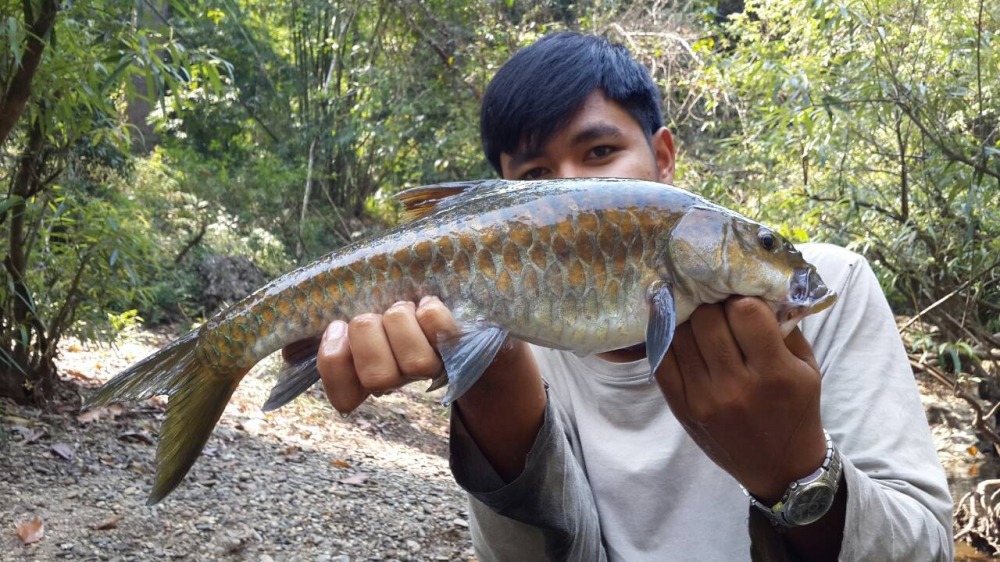 ปลา พลวง กาญจนบุรี