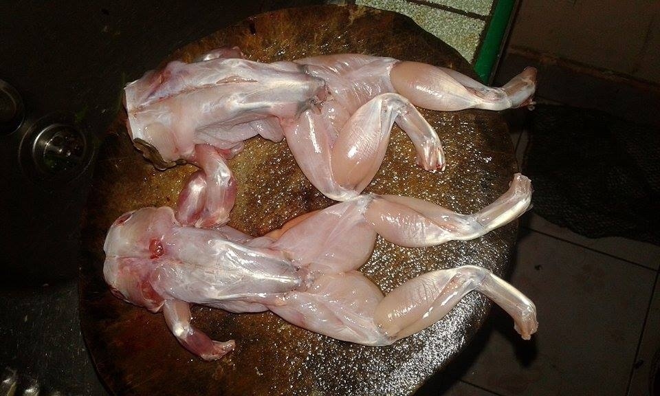 แกงป่ากบครับผม