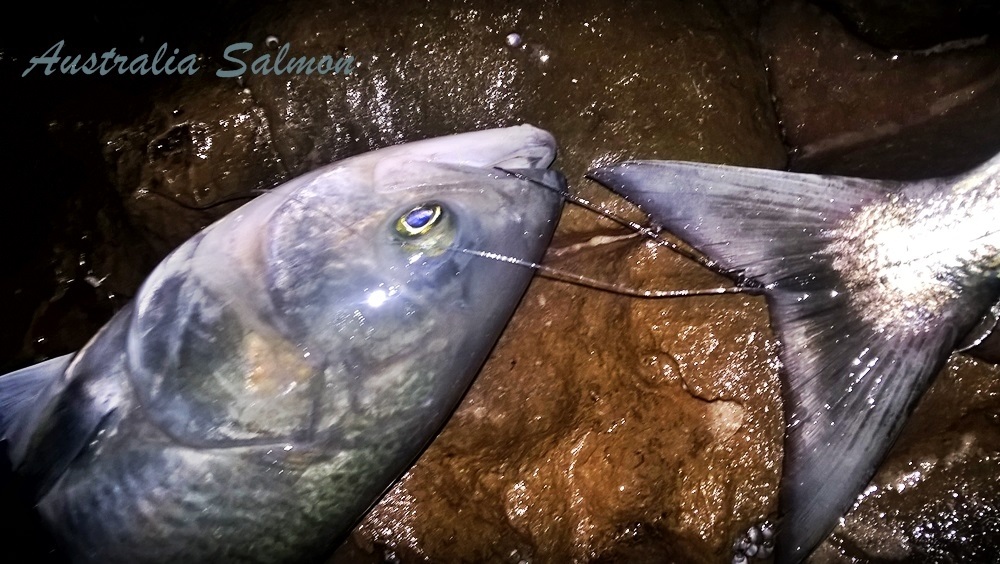 Australia Rock Fishing (Ep1 Australia Salmon)