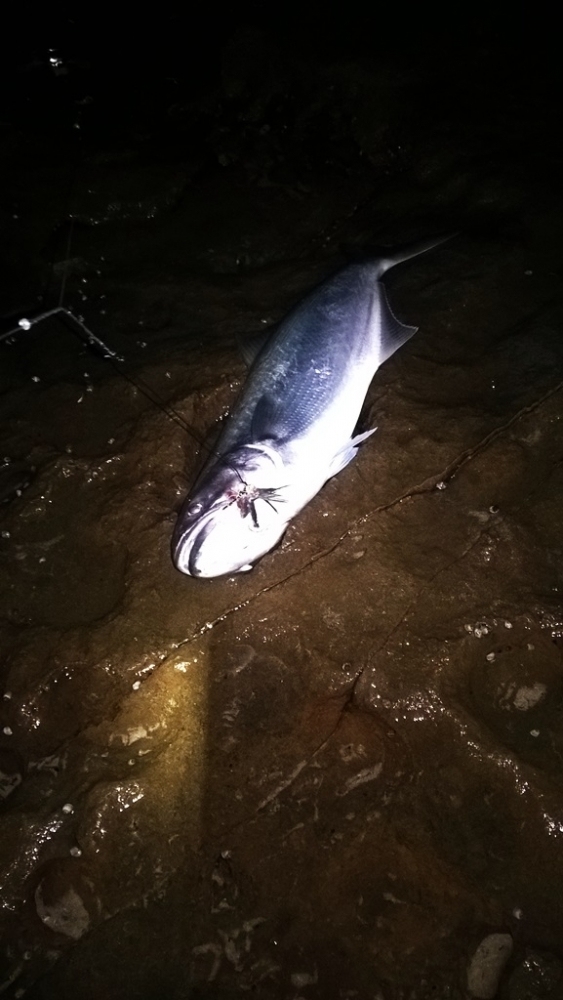 Australia Rock Fishing (Ep1 Australia Salmon)