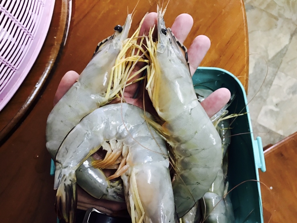 แพนงกุ้งแชบ๊วย