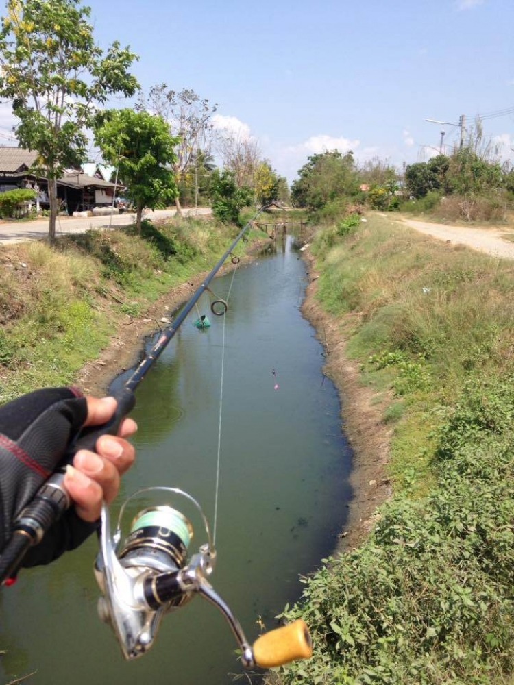 ตัดต่อปลายาง