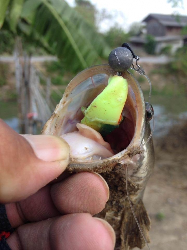 ตัดต่อปลายาง