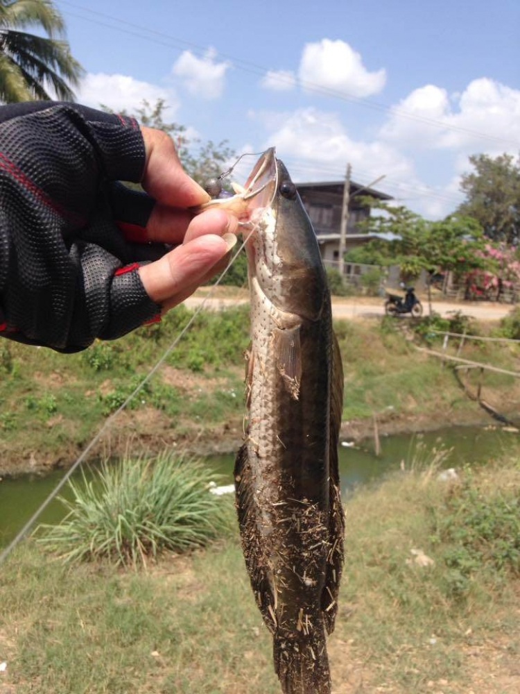 ตัดต่อปลายาง