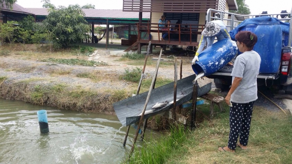 ลงปลาใหม่ 300โล บ่อบ่อนไก่ลาดหลุมแก้ว