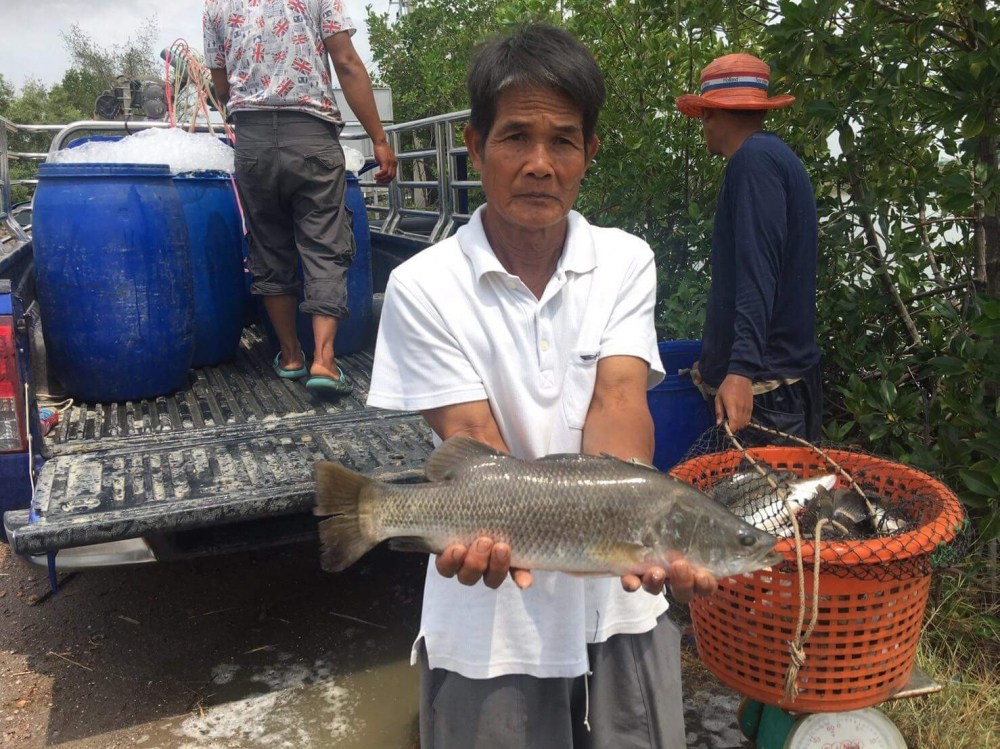 ตะมุตะมิ กระพงน้ำเค็ม 350 ตัว บ่อ 2 บ่อลุงน้อย พันท้ายนรสิงห์