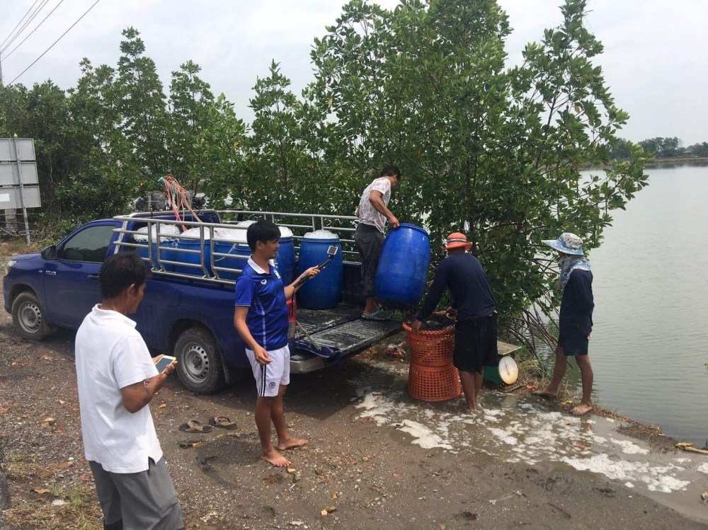 ตะมุตะมิ กระพงน้ำเค็ม 350 ตัว บ่อ 2 บ่อลุงน้อย พันท้ายนรสิงห์