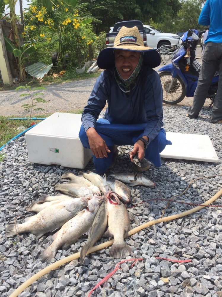 กะพงบุฟเฟ่ร์ K.B. fishing ลงปลาแล้วนะคับ