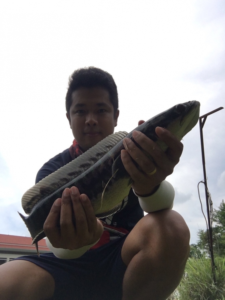 ชะโดขุน