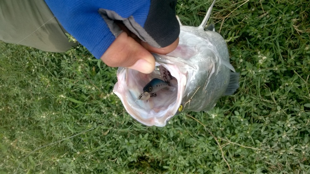 เหยื่อปลั๊กบ้านๆ