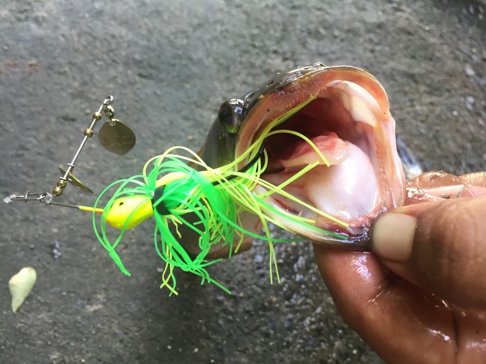   SpinnerBait กับหมายสวยๆครับ