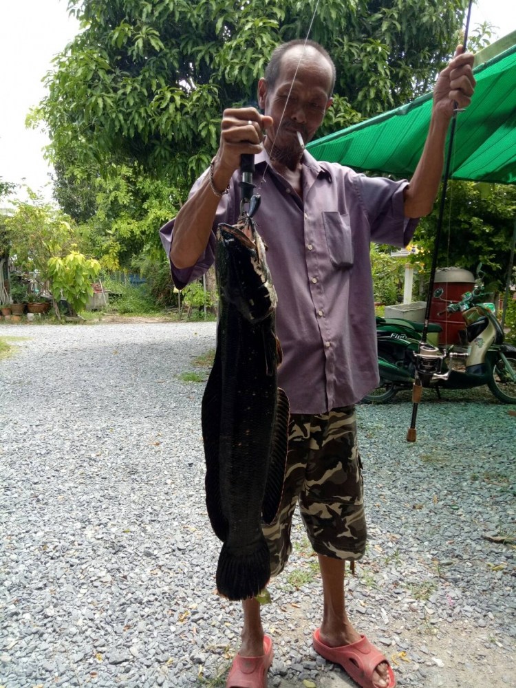 ชะโดคลองบางแก้วโดยรุ่นใหญ่