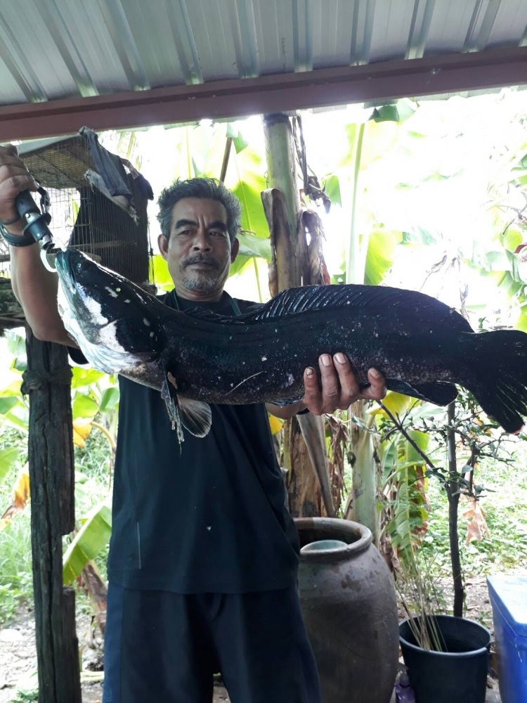 ชะโดคลองบางแก้วโดยรุ่นใหญ่
