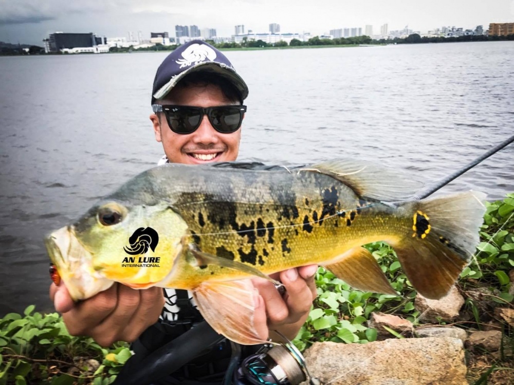 Peacock Bass พีค๊อกแบส ที่สิงคโปร์