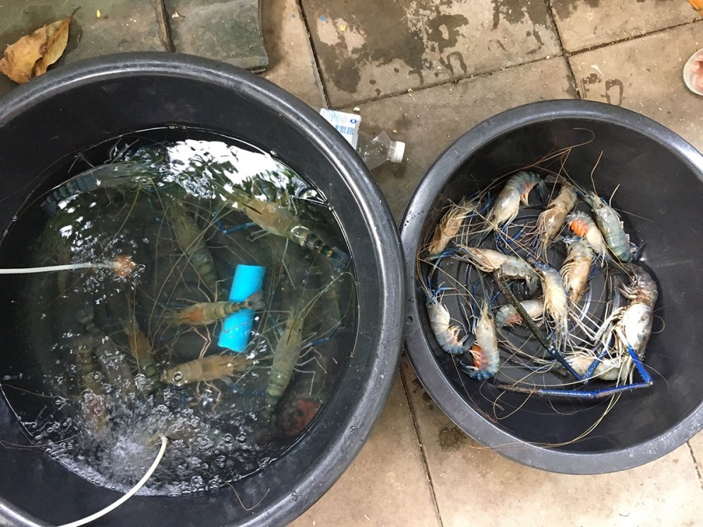 , , ต ก กุ้ ง ใ น ค ล อ ง กั น , ,