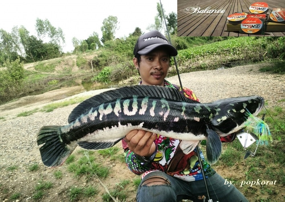 giant snakehead