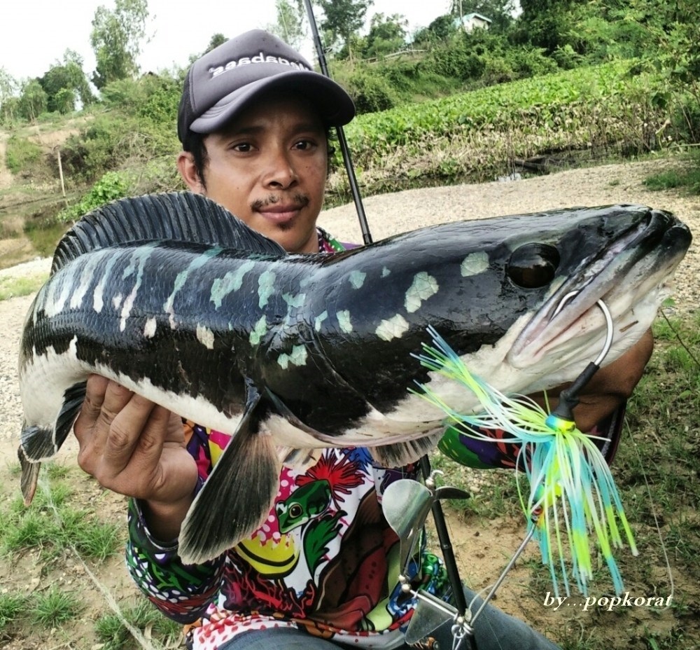 giant snakehead