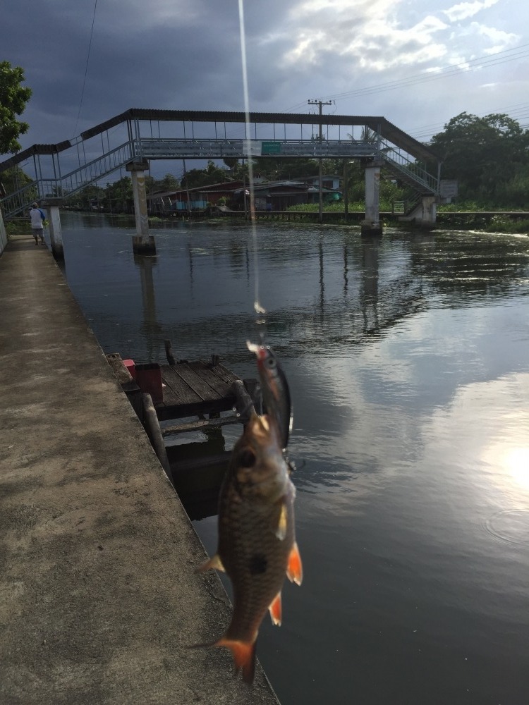 เสือใหญ่หลักห้าบ้านแพ้ว