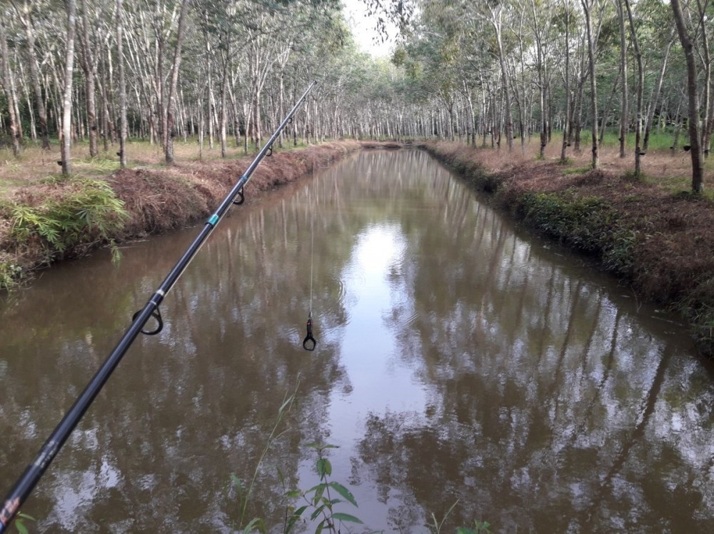 Texas Rig..The Black Frog returned....กบดำกลับมาแล้ว